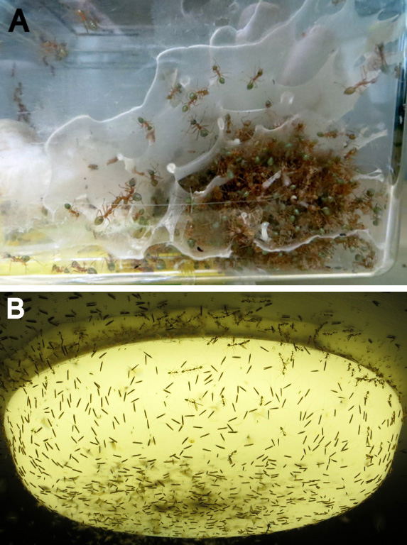 Figure 3. Nests woven by weaver ants (Oecophylla smaragdina) in unusual circumstances: (A) Inside a plastic tub. (B) Around an outdoor light. Nests around the light were observed to attract many insect prey, which the weaver ants attacked. Photos by J. Frances Kamhi.