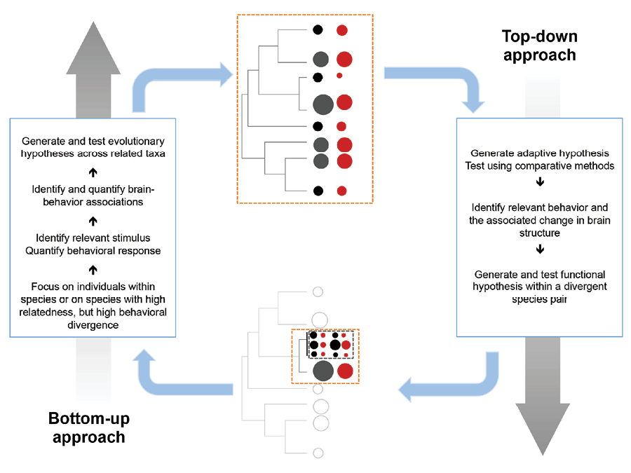 Figure 3. Integrating the top-down and bottom-up approaches.