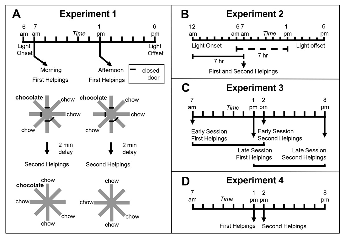 Figure 1. Schematic representation of experimental design of Zhou and Crystal’s (2009) study. A. Design of Experiment 1. First helpings (study phase; encoding) and second helpings (test phase; memory assessment) of food were presented in either the morning or afternoon, which was randomly selected for each session and counterbalanced across rats. Study and test phases show an example of the accessible arms, which were randomly selected for each rat in each session. Chocolate or chow-flavored pellets were available at the distal end of four arms in the study phase (randomly selected). After a 2-min retention interval, the test phase provided chow-flavored pellets at locations that were previously blocked by closed doors. The figure shows chocolate replenished in the test phase conducted in the morning (7 a.m.) but not in the afternoon (1 p.m.), which occurred for a randomly selected half of the rats; these contingencies were reversed for the other rats (not shown). For each rat, one session was conducted per day. B. Phase-shift design of Experiment 2. Performance in Experiment 1 could have been based on the time of day of sessions (morning vs. afternoon) or based on a judgment of how long ago light onset in the colony occurred (short vs. long delay). Light onset occurred at midnight in Experiment 2, which was 6 hr earlier than in Experiment 1, and the session occurred in the morning in Experiment 2. The horizontal lines emphasize the similarity of the 7-hr gap between light onset and sessions in probe (solid) and training (dashed) conditions from Experiment 1. This design puts the predictions for time-of-day and how-long-ago cues in conflict; performance typical of the morning baseline is expected based on time of day, whereas afternoon performance is expected based on how long ago. C. Transfer-test design of Experiment 3. Study phases occurred at the same time of day as in Experiment 1. Test phases occurred at novel times of day (7 hr later than usual). Therefore, early and late sessions had study times (but not test times) that corresponded to those in Experiment 1. The first two sessions in Experiment 3 were one replenishment and one nonreplenishment condition, counterbalanced for order of presentation. An early or late session was randomly selected on subsequent days. More revisits to the chocolate location are expected in replenishment compared to nonreplenishment conditions if the rats remembered the time of day at which the study episode occurred; revisit rates are expected to be equal in early and late sessions if the rats used the current time of day when the test phase occurred. Study and test phases were as in Experiment 1, except that they were separated by 7-hr delays (shown by horizontal brackets). D. Conflict-test design of Experiment 4. The study phase occurred at 1 p.m. and was followed by a test phase at 2 p.m. These times correspond to the time of day at which a late-session study phase and early-session test phase occurred in Experiment 3, which put predictions for time of day at study and time of day at test in conflict. If rats remembered the time of day at which the study episode occurred, they would be expected to behave as in its late-session, second-helpings baseline; alternatively, if the rats used the current time of day at test, they would be expected to behave as in its early-session, second-helpings baseline. Reproduced with permission from Zhou, W., & Crystal, J. D. (2009). Evidence for remembering when events occurred in a rodent model of episodic memory. Proceedings of the National Academy of Sciences of the United States of America, 106, 9527. © 2009 National Academy of Sciences, U.S.A.