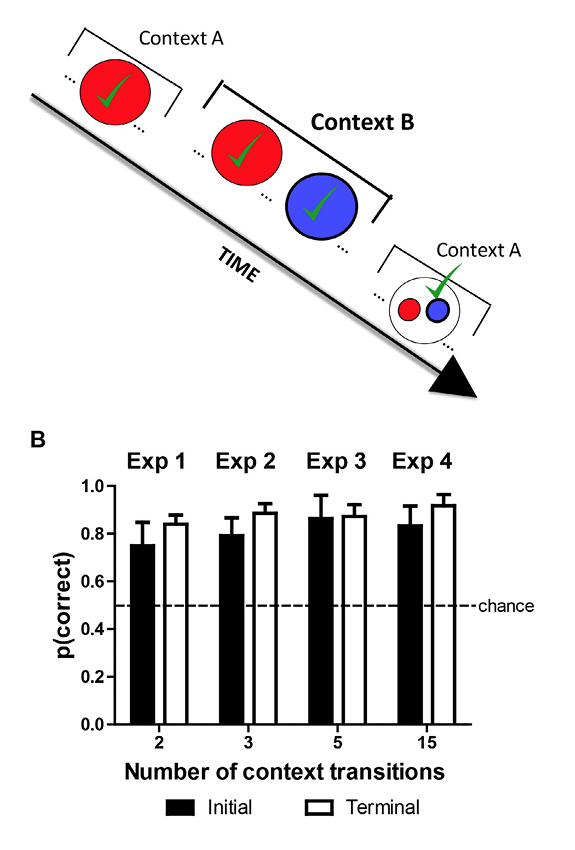 Figure 5. Dissociating episodic item-in-context memory from familiarity cues. A. Red and blue are used to depict strawberry and blueberry odors, respectively. Strawberry is initially presented in Context A, and both strawberry and blueberry are presented in Context B. Note that blueberry was not presented in Context A, and strawberry occurred before blueberry in Context B. Finally, in the memory assessment in Context A, the rats are presented with a choice between strawberry and blueberry. The correct choice, based on item in context, is blueberry because it has not yet been presented in Context A. Blueberry is rewarded when chosen in this test, and the proportion of choices of the rewarded item is the measure of accuracy. Important to note, prior to the memory assessment, blueberry was presented more recently than strawberry. Consequently, in the memory assessment, strawberry is less familiar relative to blueberry. Thus, an animal that relied on judgments of relative familiarity would choose the strawberry in the memory assessment. By our measure of accuracy, this choice produces below-chance accuracy. By contrast, an animal that relied on item-in-context memory would choose blueberry in the memory assessment, which produces above-chance accuracy. Notably, this memory assessment dissociates item-in-context memory (above chance) from judgments of relative familiarity (below chance). Note that on other occasions (not shown) blue precedes red in Context B, accuracy is high (91%), but item-in-context episodic memory and familiarity judgments are not dissociated on these occasions. The presence of additional odors (not shown) is identified by three-dot ellipses (…) in the schematic. The schematic focuses on rewarded items (denoted by √) by omitting comparison nonrewarded items prior to the memory assessment. B. Accuracy in episodic memory assessment depicted in A is above chance, documenting episodic memory for multiple items in context (about 30 items). Accuracy was equivalent (not shown) if an item was rewarded once or twice (JZS Bayes factor = 4.0; Gallistel, 2009; Rouder, Speckman, Sun, Morey, & Iverson, 2009). Error bars represent 1 SEM. Reproduced with permission from Panoz-Brown, D. E., Corbin, H. E., Dalecki, S. J., Gentry, M., Brotheridge, S., Sluka, C. M., … Crystal, J. D. (2016). Rats remember items in context using episodic memory.  Current Biology, 26, 2823. © 2013.