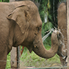 The Importance of Sensory Perception in an Elephant’s Cognitive World by Jacobson and Plotnik